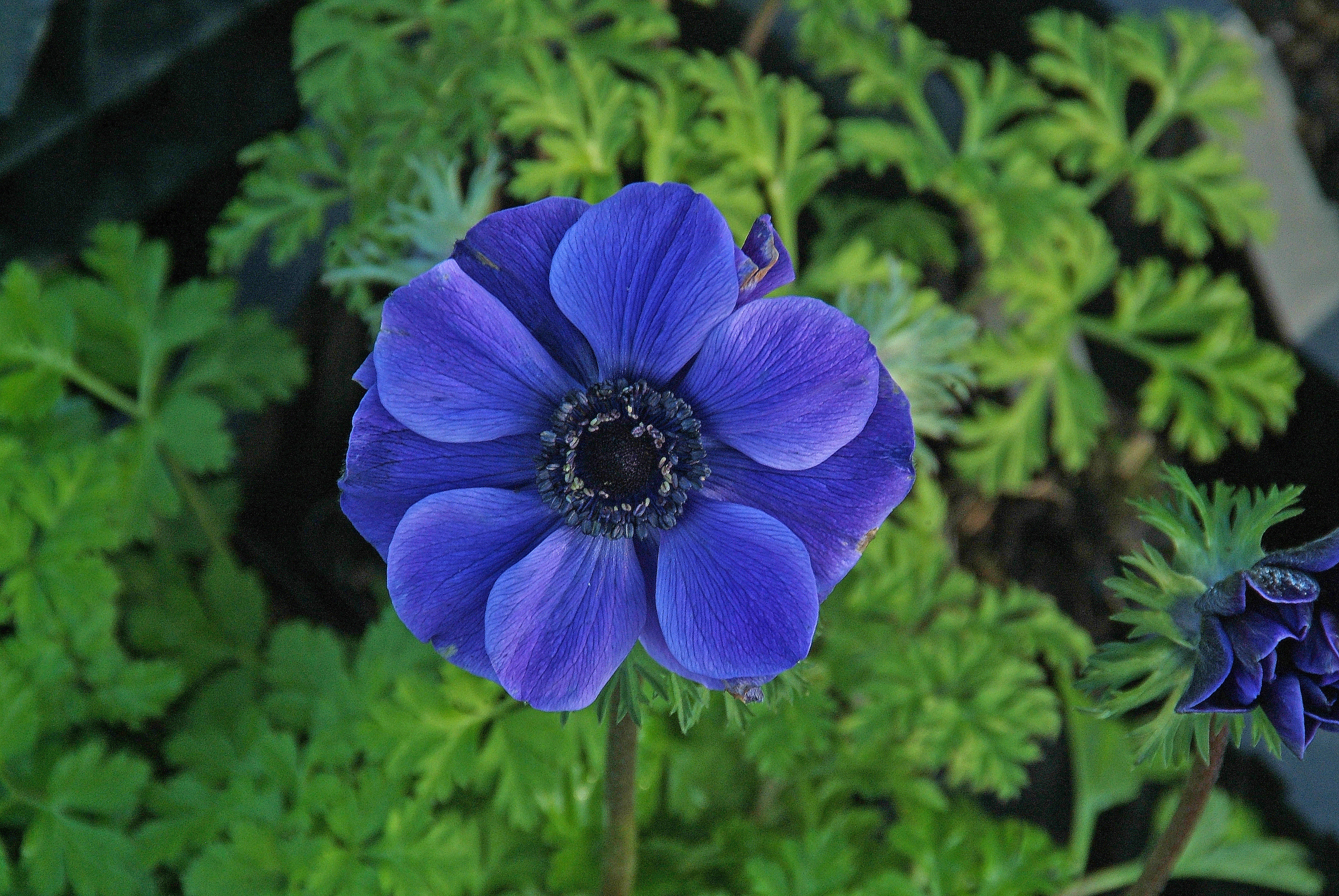 Anemone coronaria 'Mr  Fokker'blauw, snijbloem bestellen